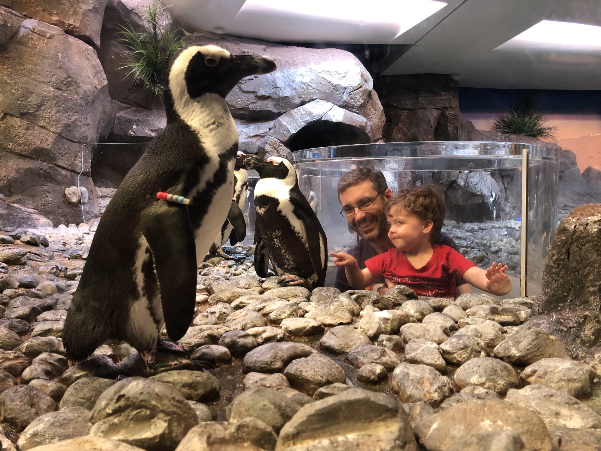 Checking out some penguins.