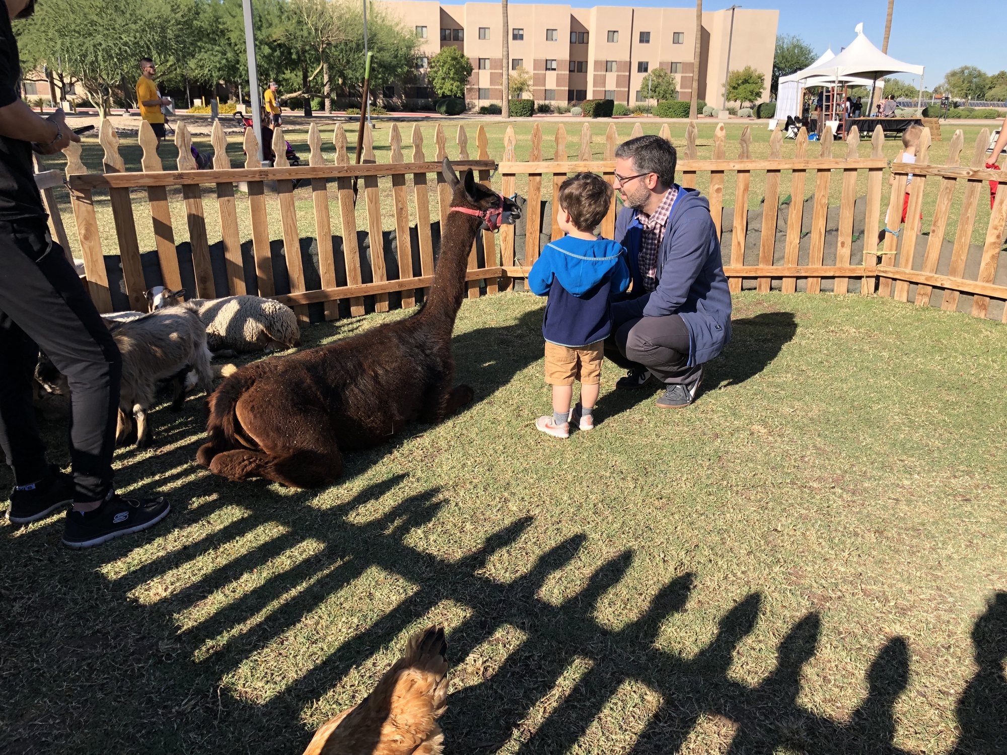 Checking out a llama at the ASU West Fall Festival.