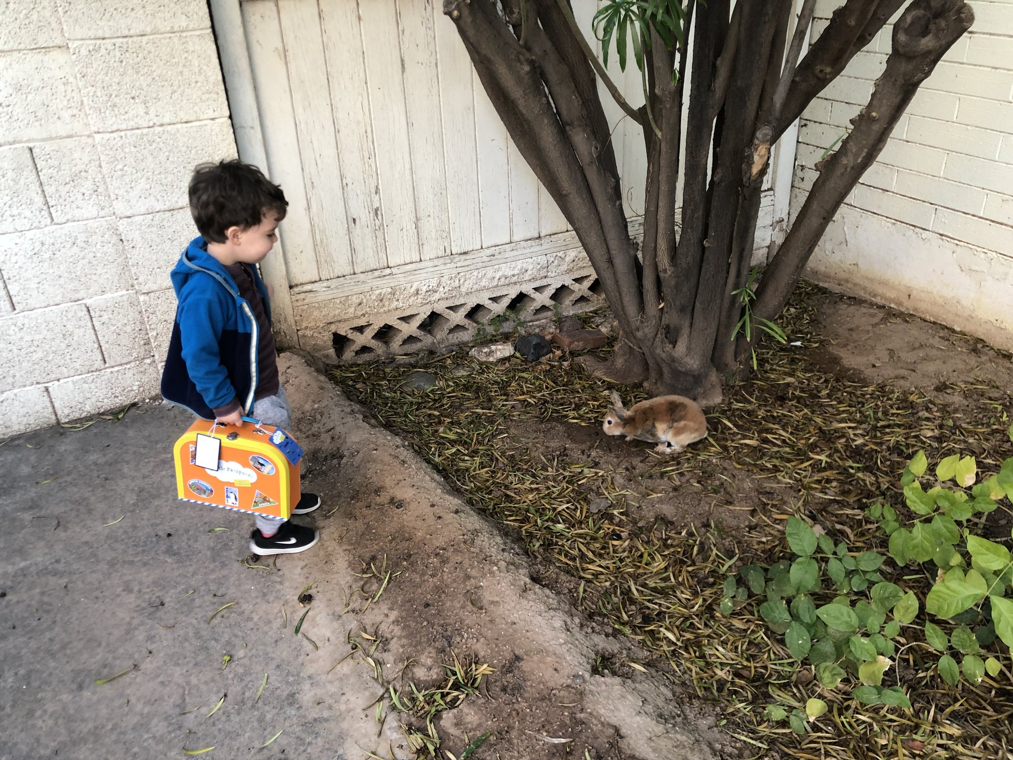 Ben meets our neighbors' bunny!