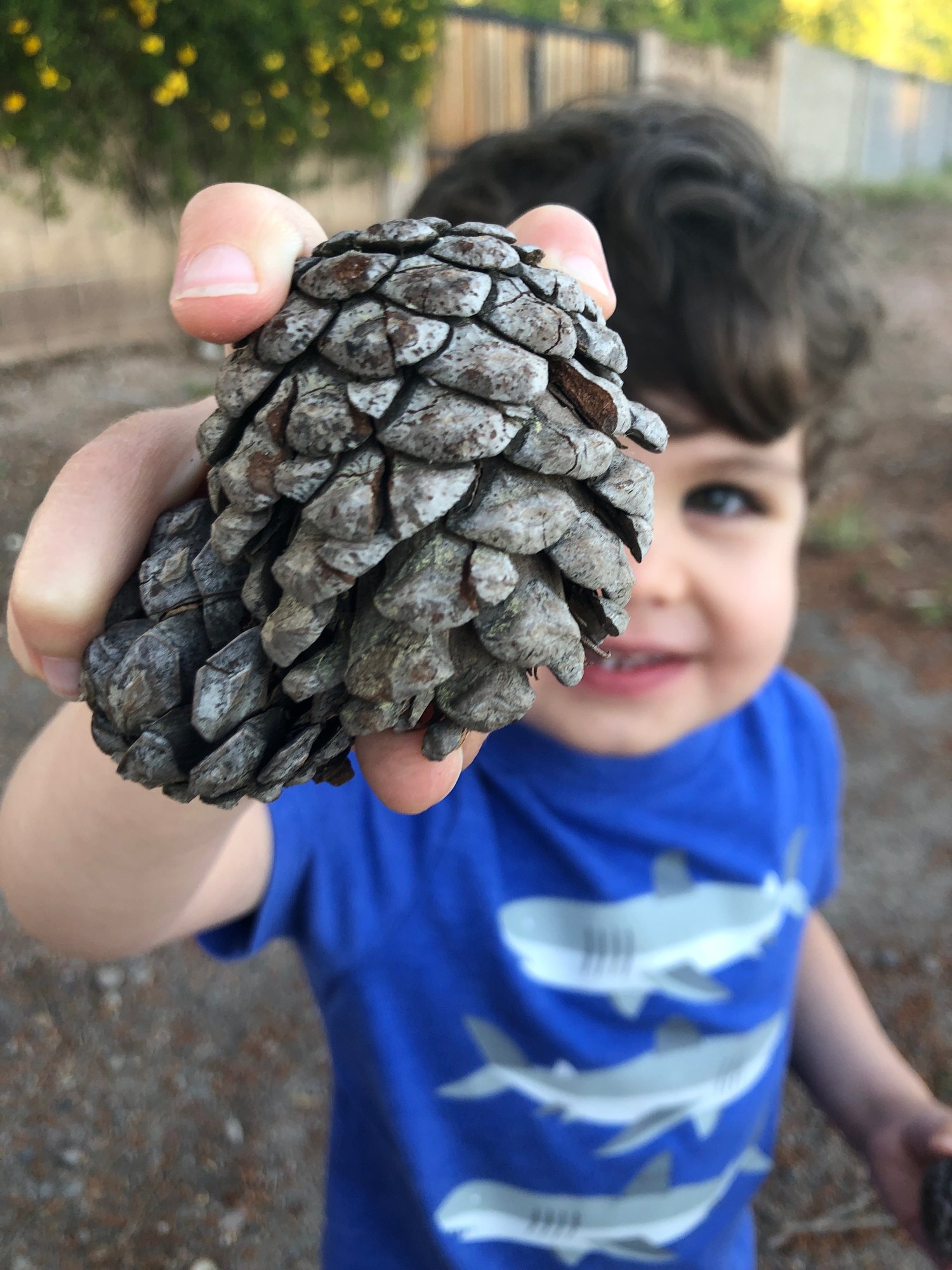 Ben loves finding pine cones on our walks :)