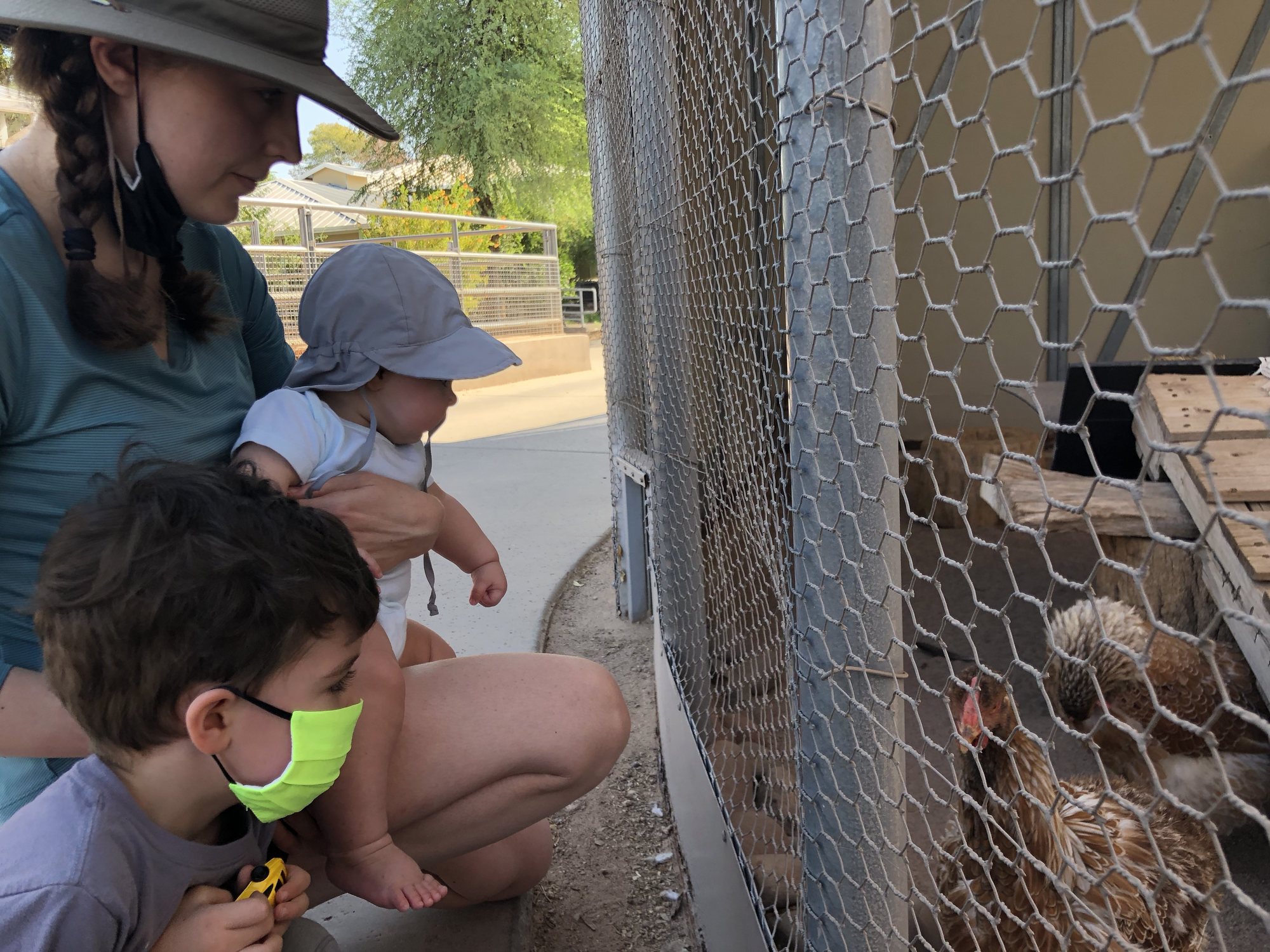 Checking out the chickens!