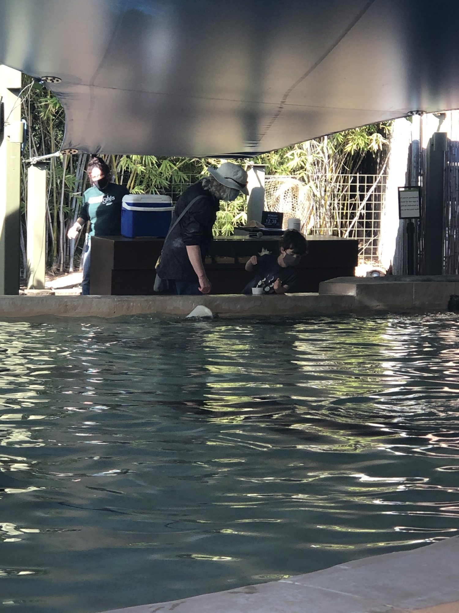 Feeding the stingrays!