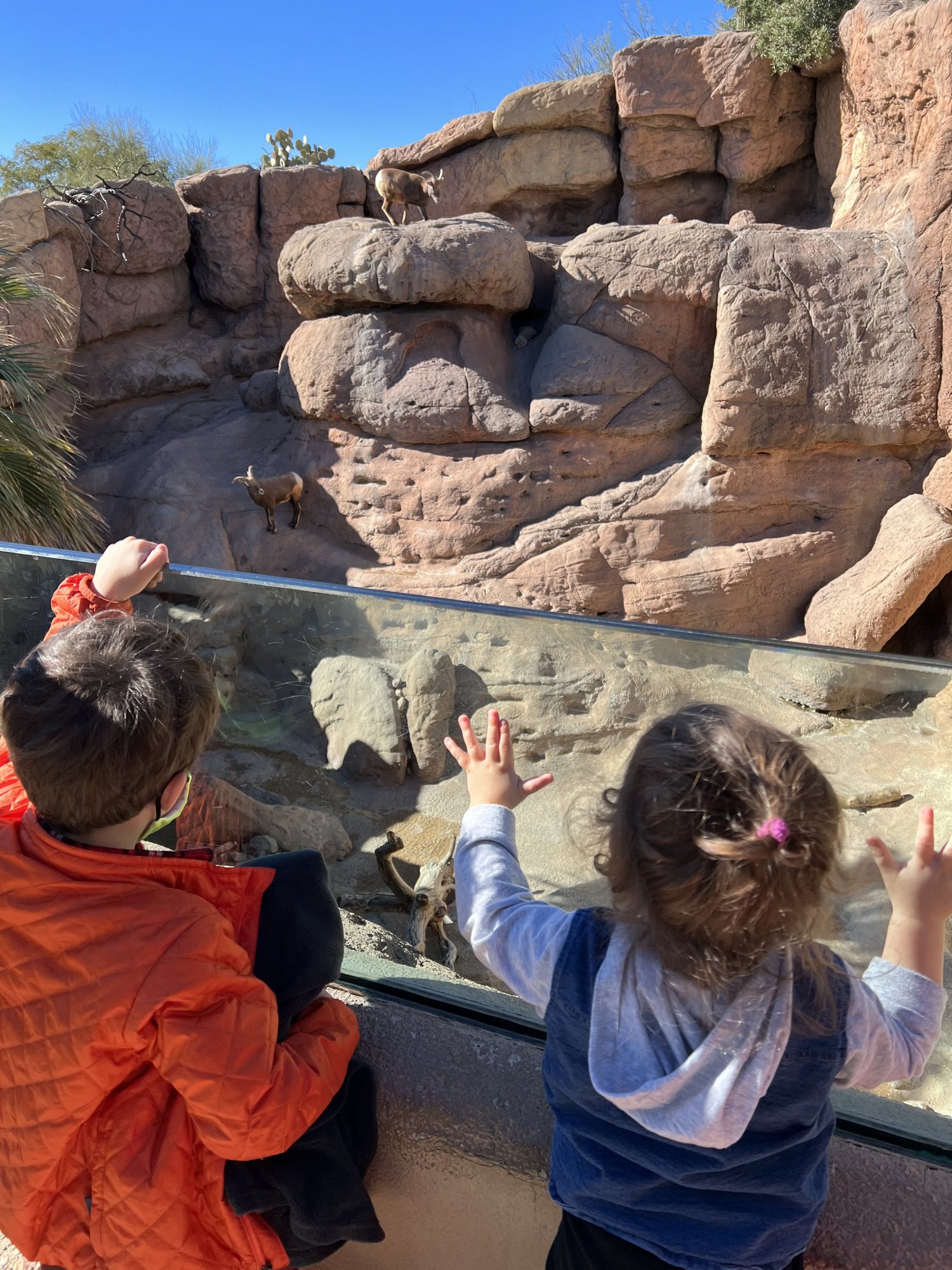 Checking out the bighorn sheep!