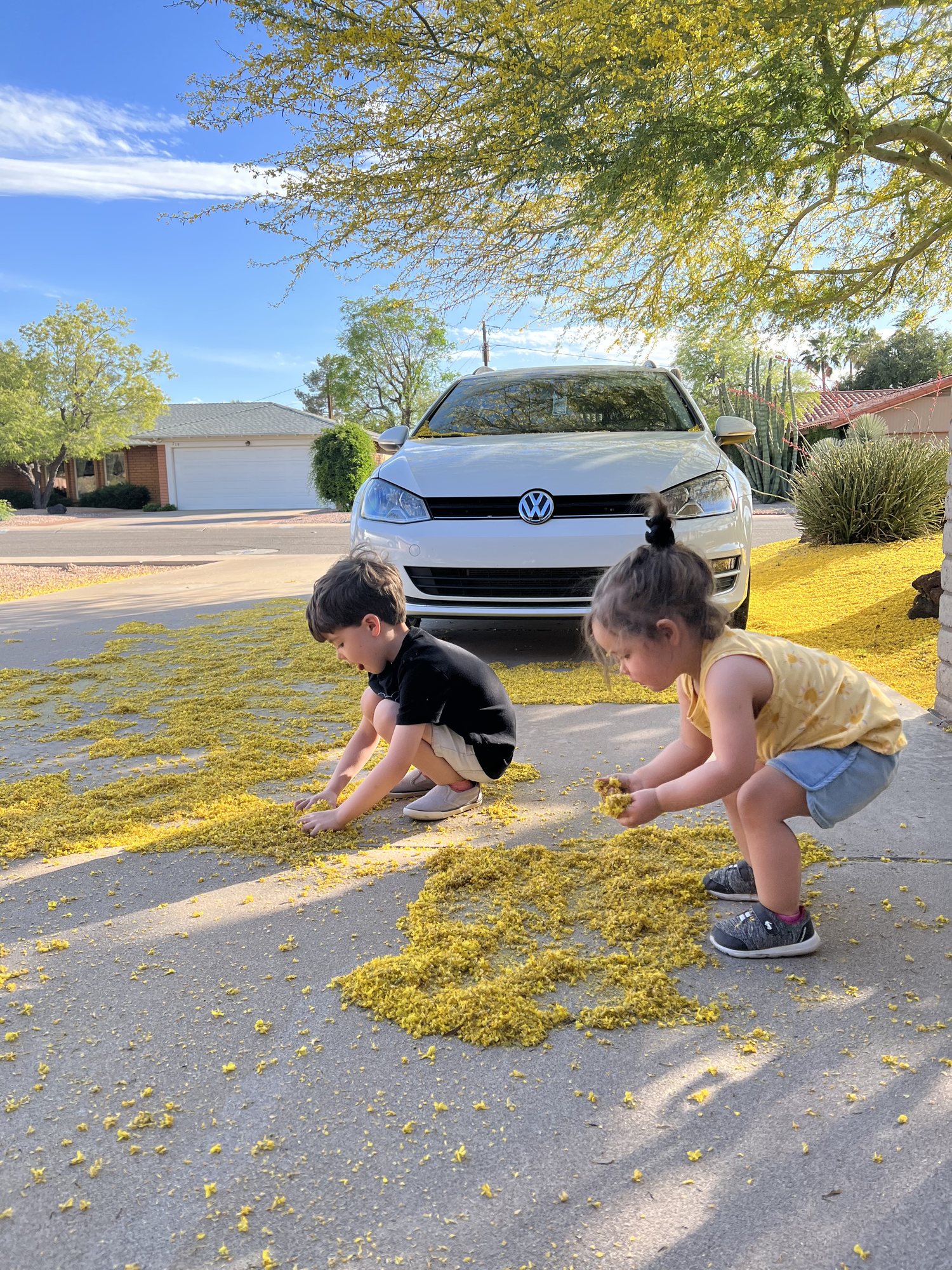 When you don't have leaves because you live in Phoenix, you play with Palo Verde Tree flowers!