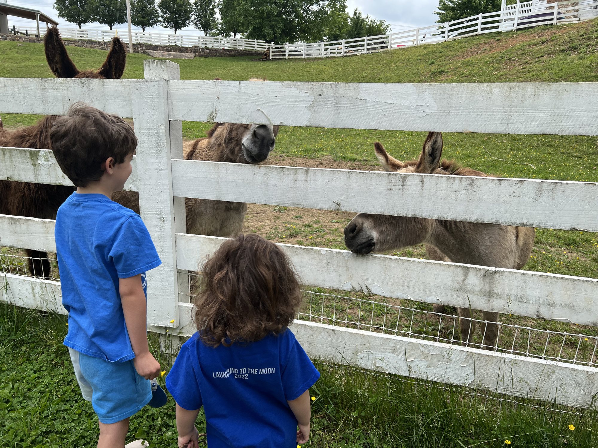 Visiting with the donkeys near Grandma's house.