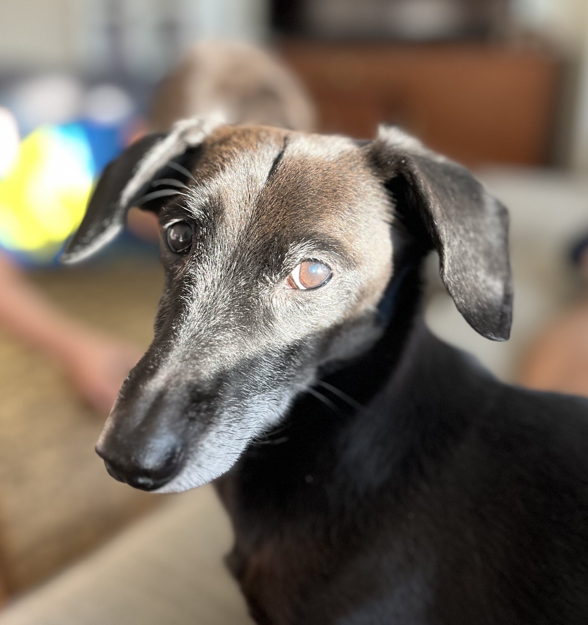 Still a GOOD BOY!