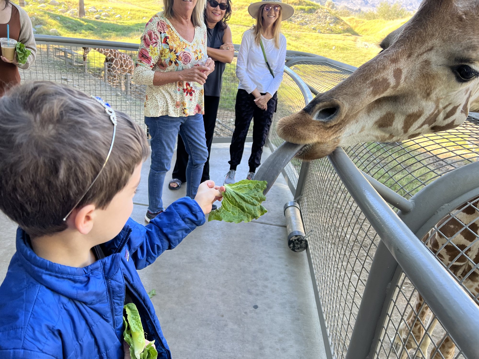 Feeding the giraffes at the Living Desert Zoo.