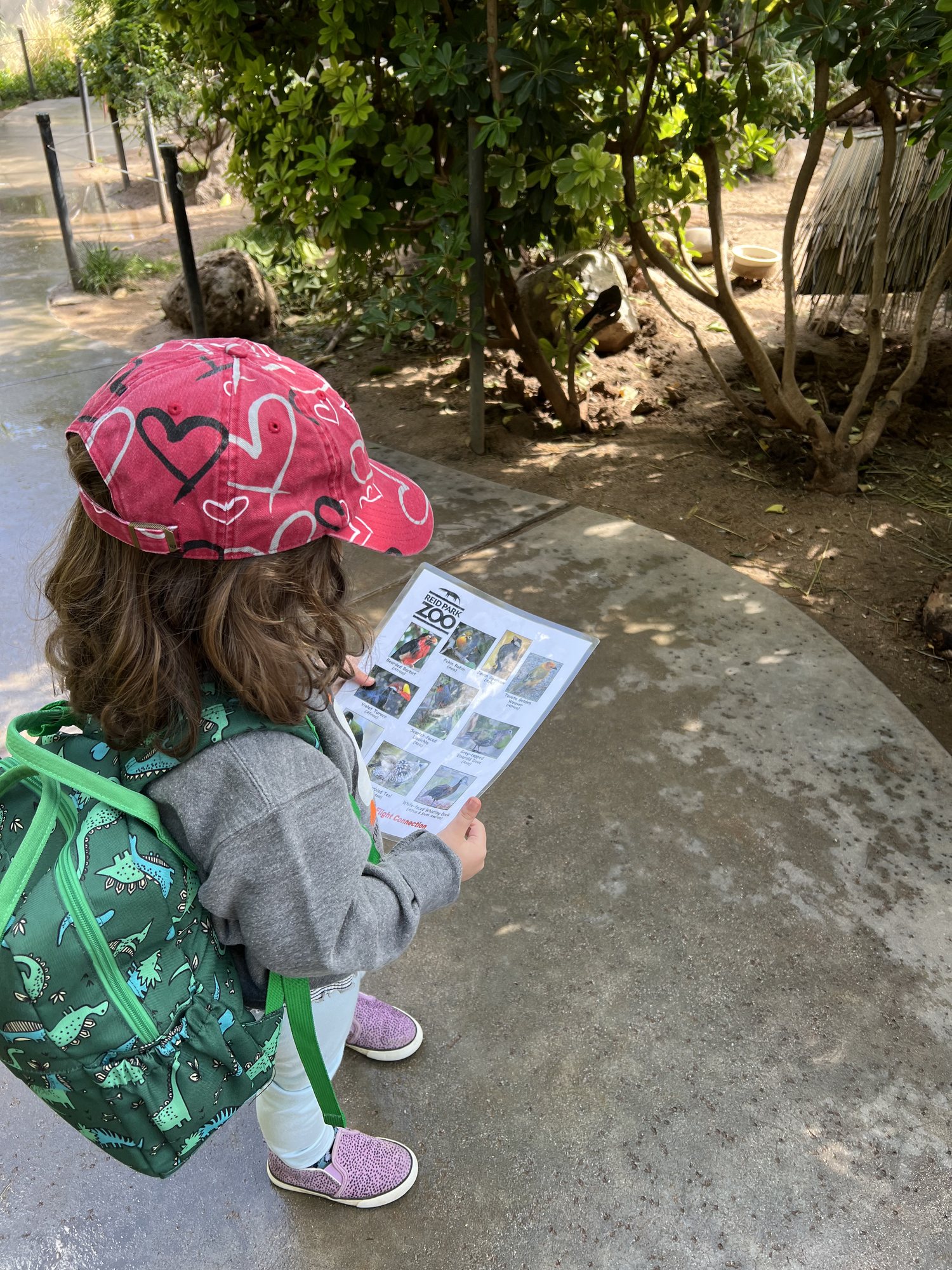 Looking for birds at Reid Park Zoo.