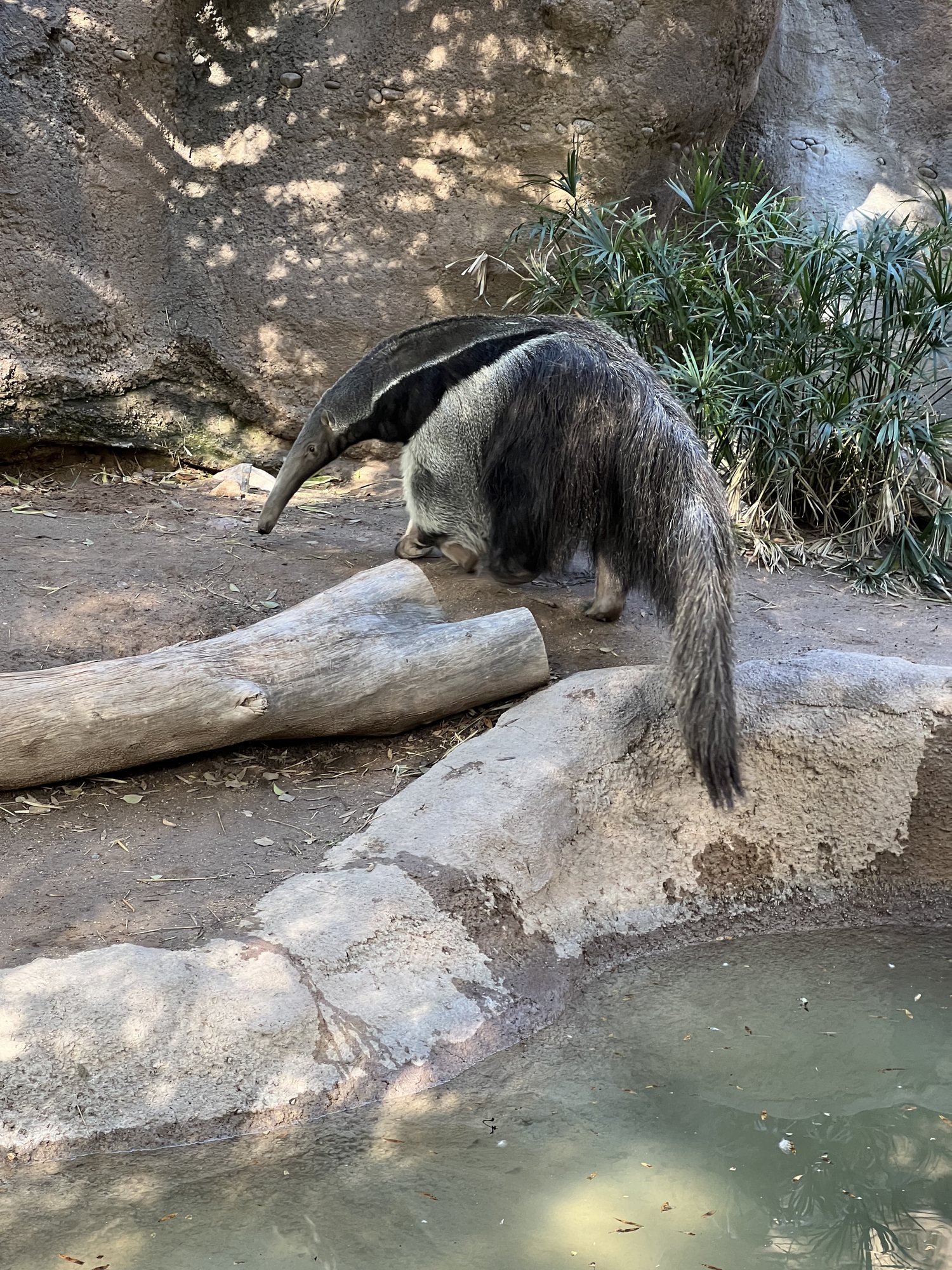 I think this was the coolest animal we saw! An anteater.