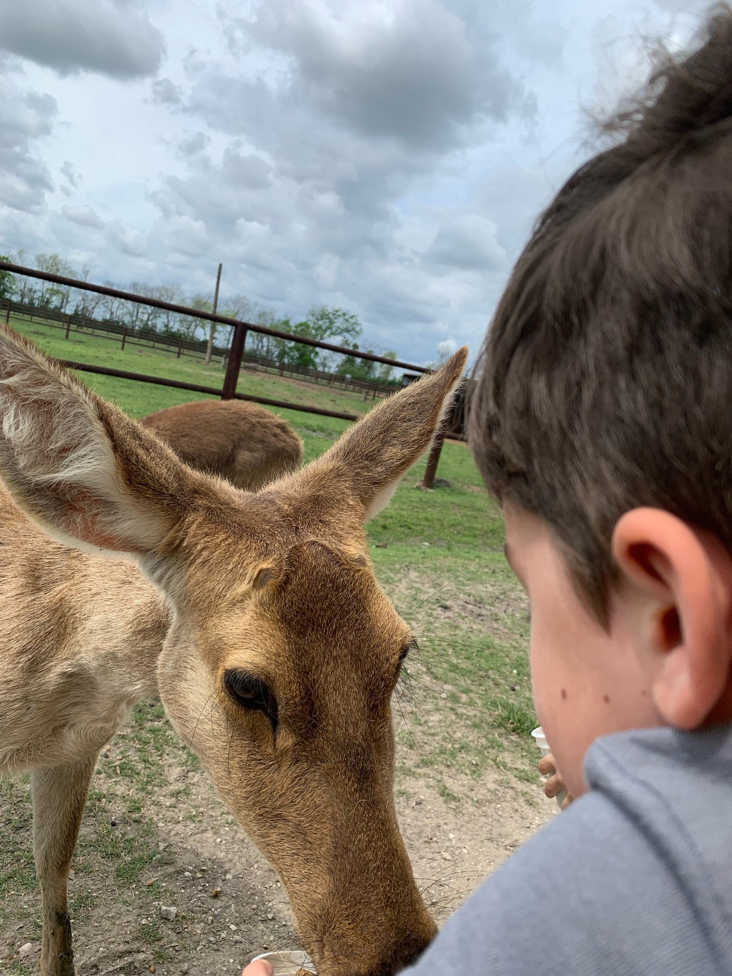 Petting deer with Nonna.