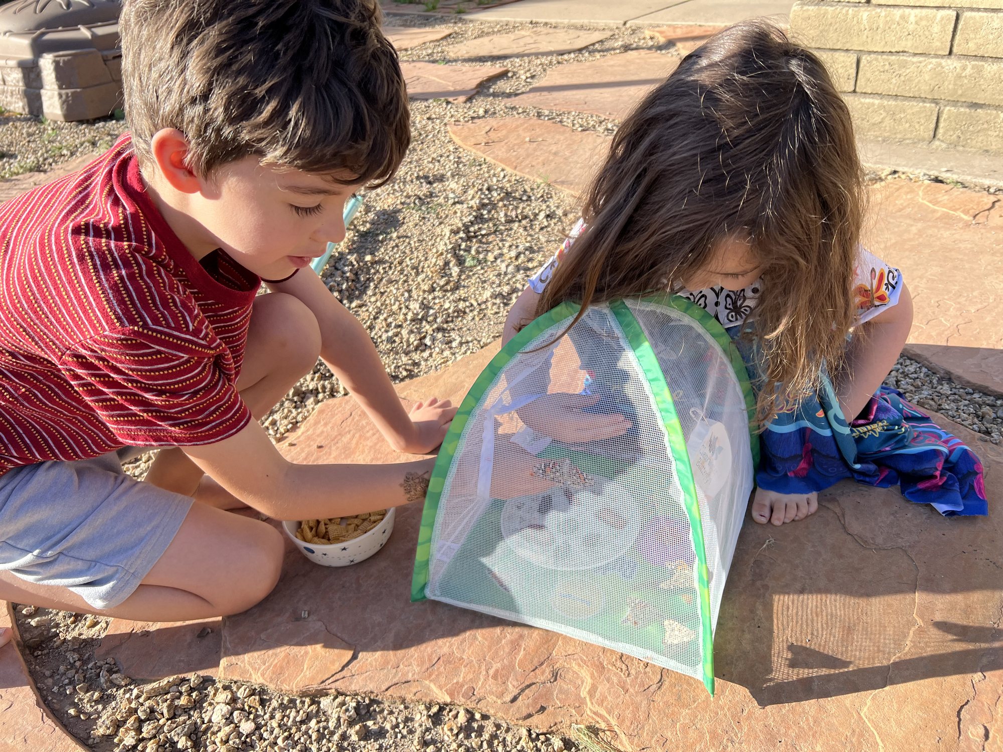 Letting our butterflies go. One had a underdeveloped wing so we kept her and named her "Chrysalis Nemo Hardgrove"